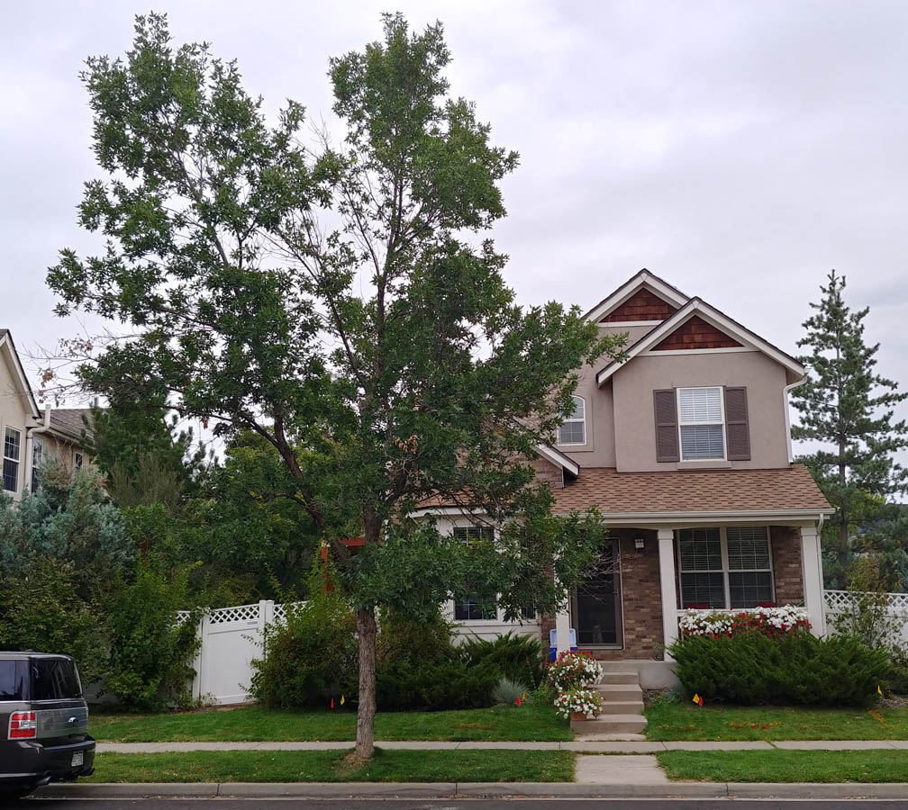 Doomed ash tree in front of house