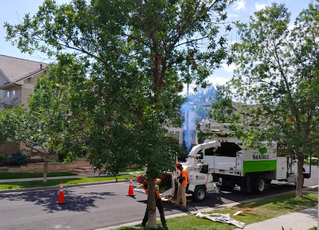 Ash tree being cut down by SavATree experts