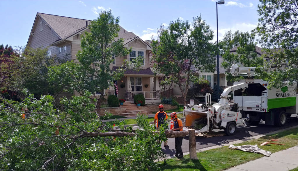 Ash tree down