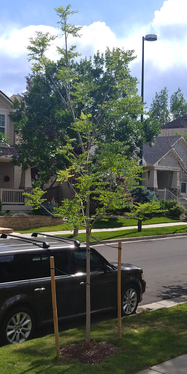 Kentucky coffeetree, June 2020