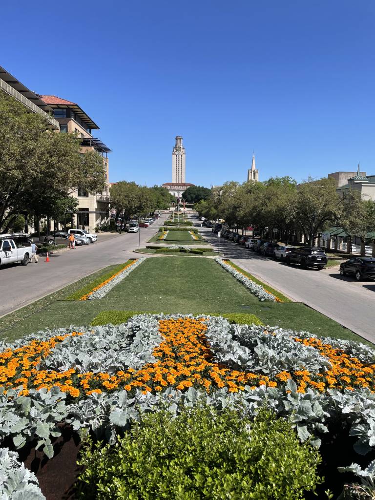 Photo of UT tower from due south beyond the flower bed